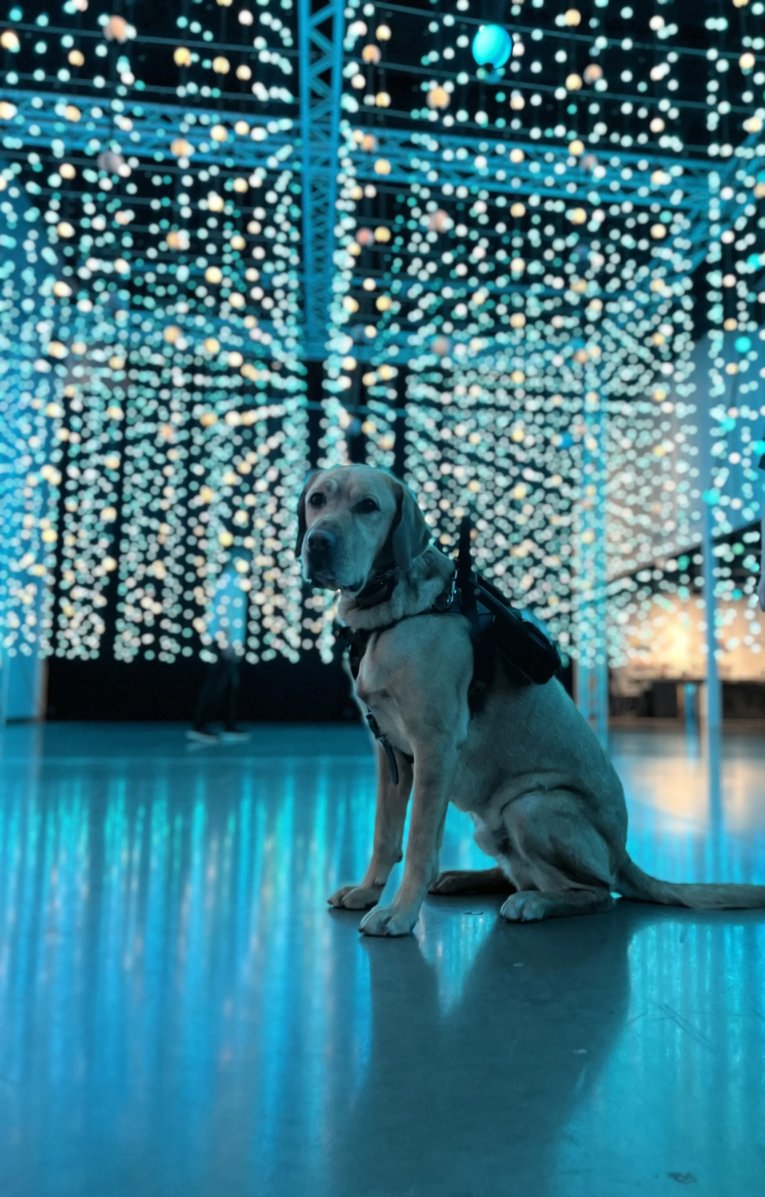A well-trained service dog assisting their handler, representing legitimate service dog partnerships